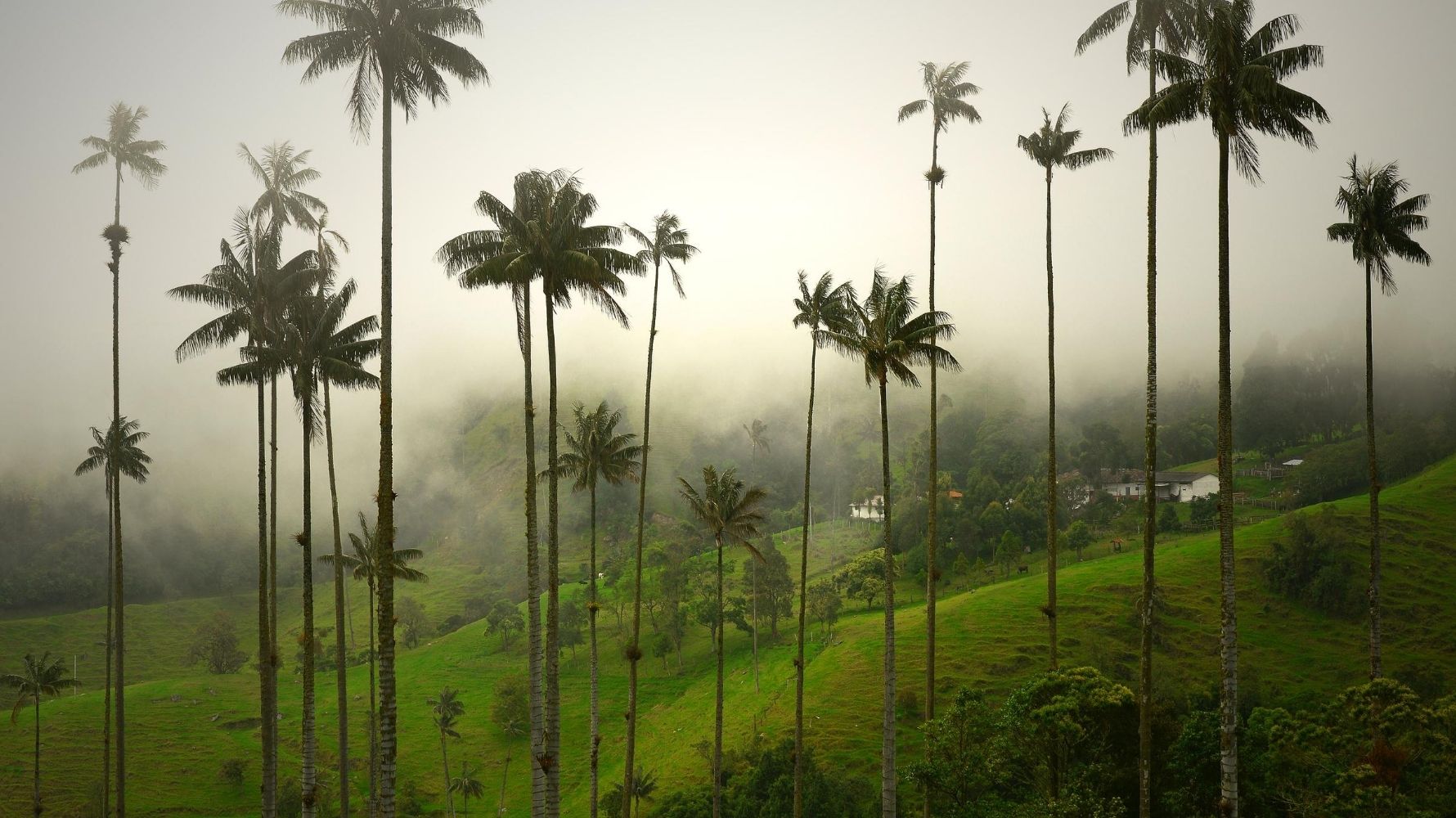 Valle del Cocora