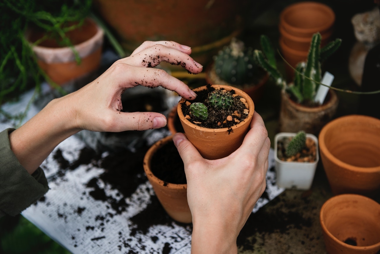 UN CAMBIO DE-MENTE: Razones para tener plantas en tus espacios