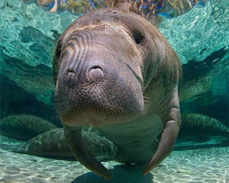 4 de Octubre, Día Internacional de los Animales