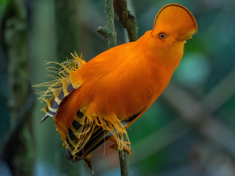 Colombia destino mundial para el avistamiento de aves