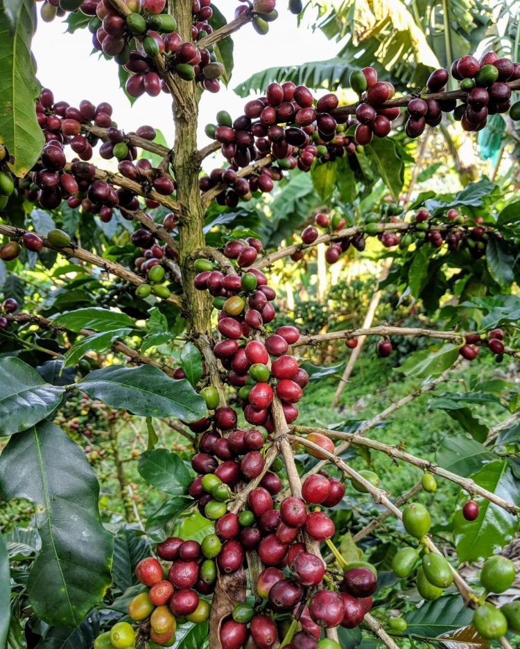 café de jardín antioquia