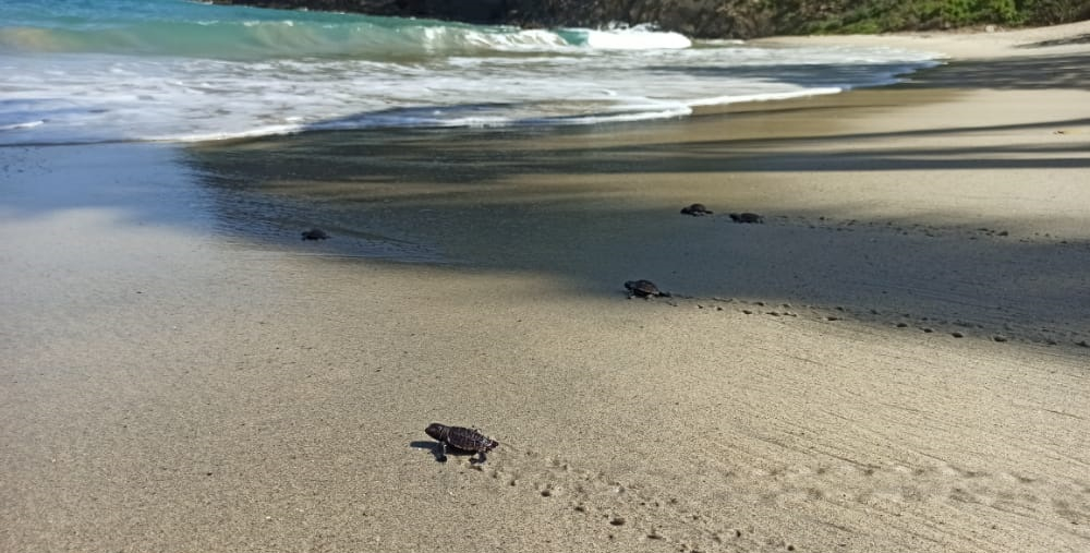 (Video) Nacieron 116 tortugas Carey en el Parque Tayrona